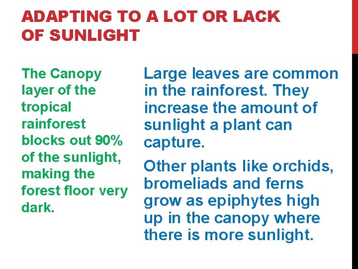 ADAPTING TO A LOT OR LACK OF SUNLIGHT The Canopy layer of the tropical