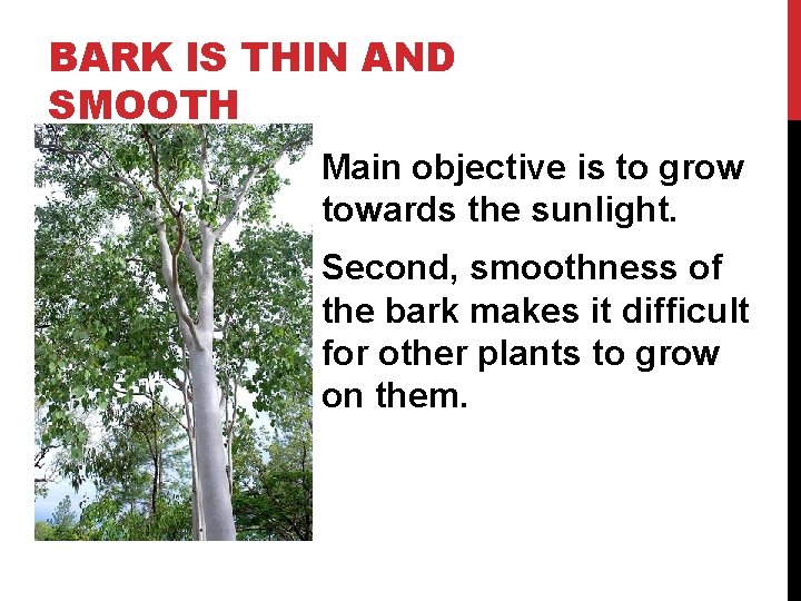 BARK IS THIN AND SMOOTH Main objective is to grow towards the sunlight. Second,
