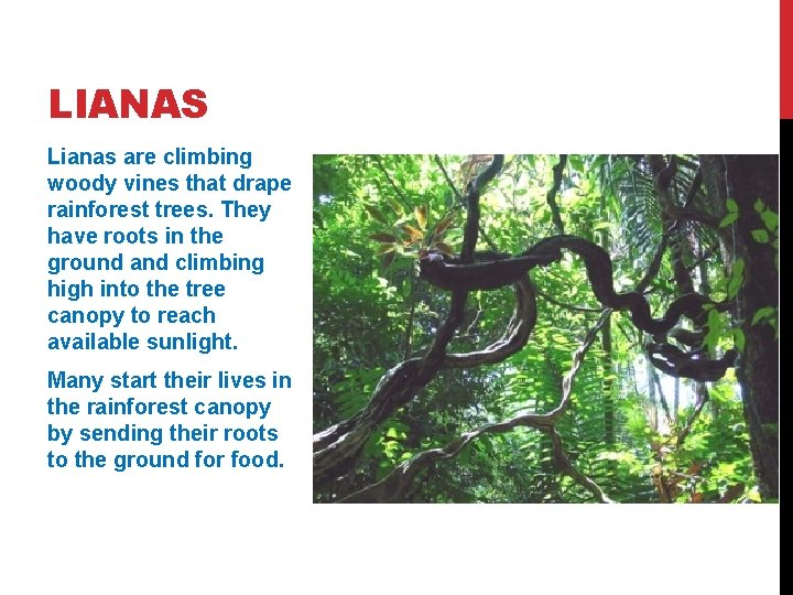 LIANAS Lianas are climbing woody vines that drape rainforest trees. They have roots in