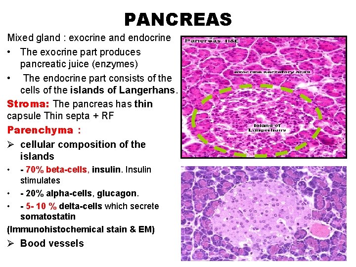 PANCREAS Mixed gland : exocrine and endocrine • The exocrine part produces pancreatic juice