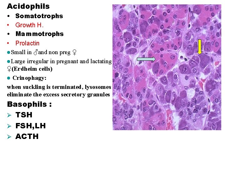 Acidophils • • Somatotrophs Growth H. Mammotrophs Prolactin l. Small in ♂and non preg