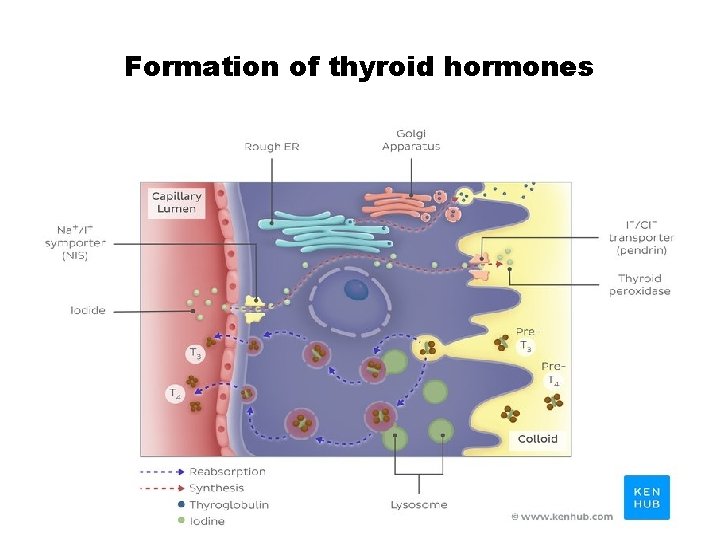 Formation of thyroid hormones 