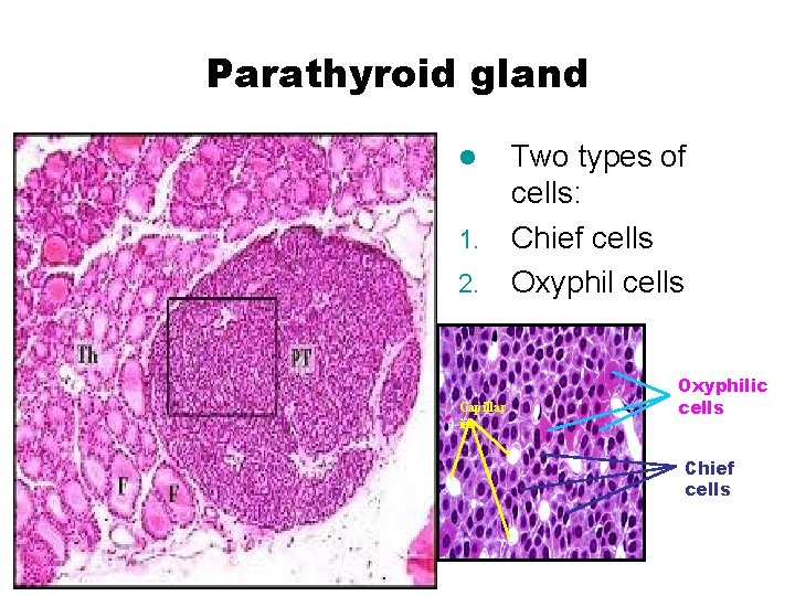 Parathyroid gland l 1. 2. Capillar ies Two types of cells: Chief cells Oxyphilic