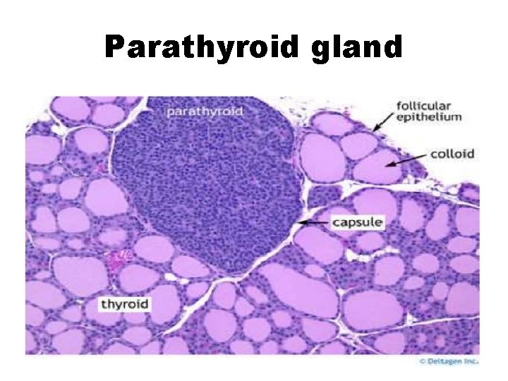Parathyroid gland 