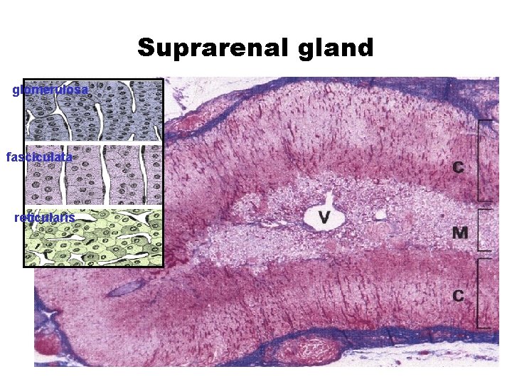 Suprarenal gland glomerulosa fasciculata reticularis 