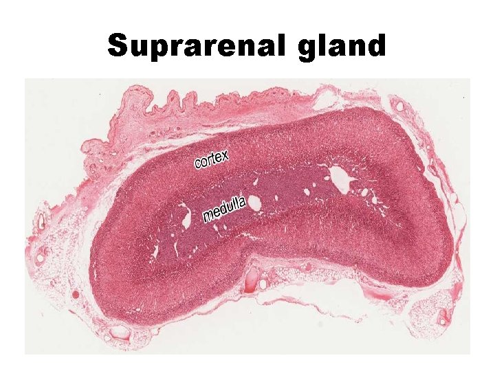 Suprarenal gland 