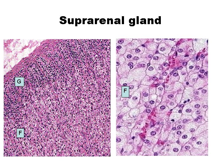 Suprarenal gland G F F 