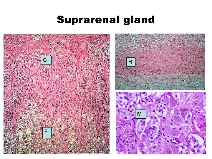 Suprarenal gland G R M F 