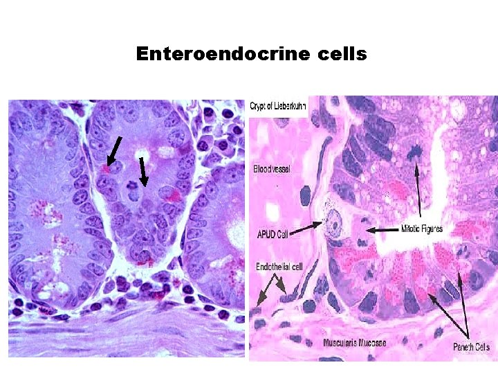 Enteroendocrine cells 