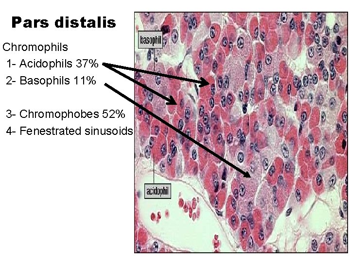Pars distalis Chromophils 1 - Acidophils 37% 2 - Basophils 11% 3 - Chromophobes