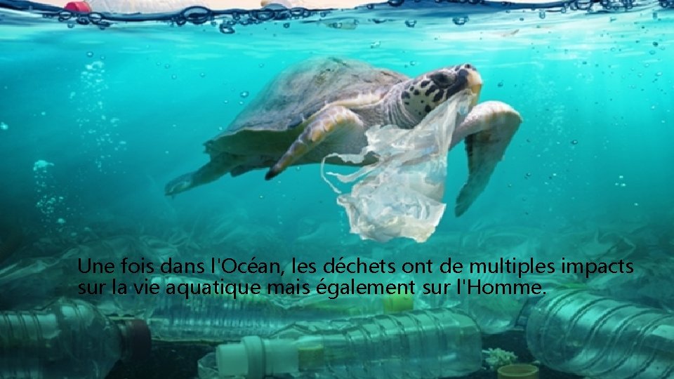 Une fois dans l'Océan, les déchets ont de multiples impacts sur la vie aquatique