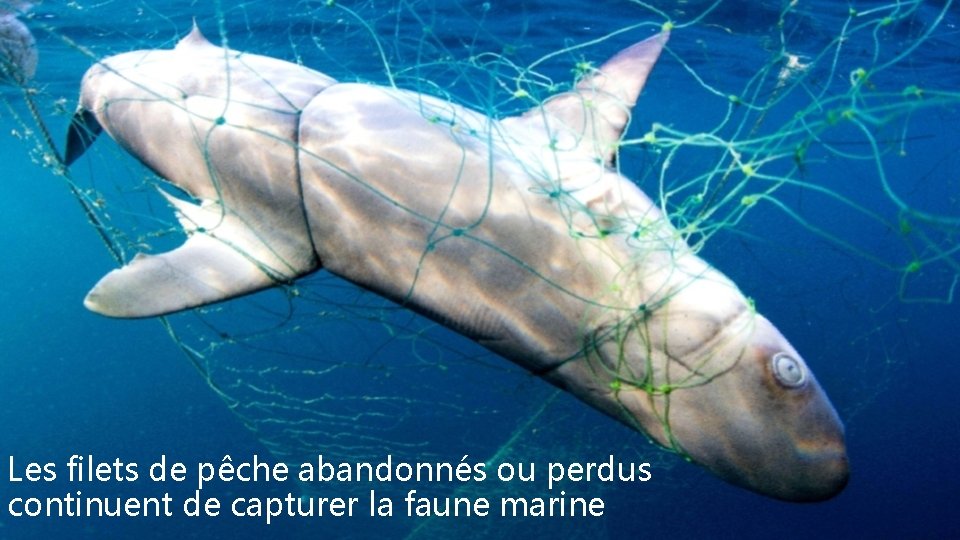 Les filets de pêche abandonnés ou perdus continuent de capturer la faune marine 