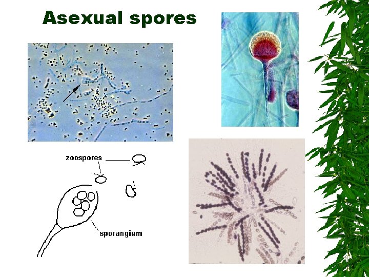 Asexual spores 