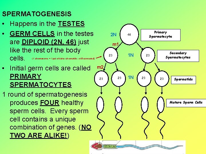 SPERMATOGENESIS • Happens in the TESTES • GERM CELLS in the testes are DIPLOID