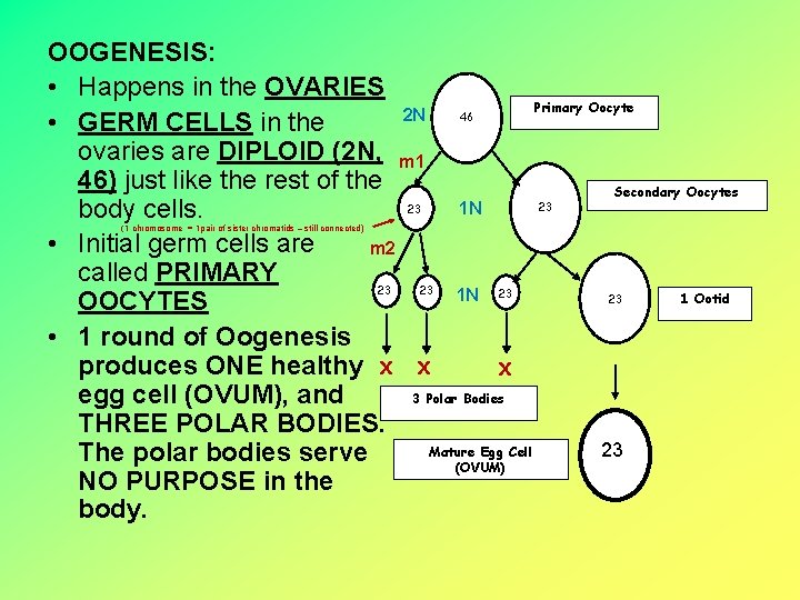 OOGENESIS: • Happens in the OVARIES Primary Oocyte 2 N 46 • GERM CELLS