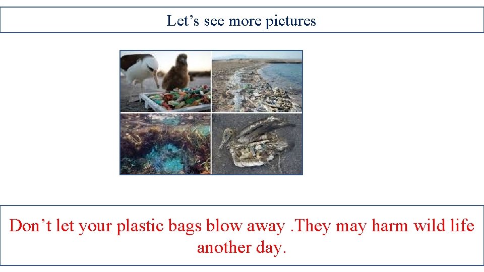 Let’s see more pictures Don’t let your plastic bags blow away. They may harm