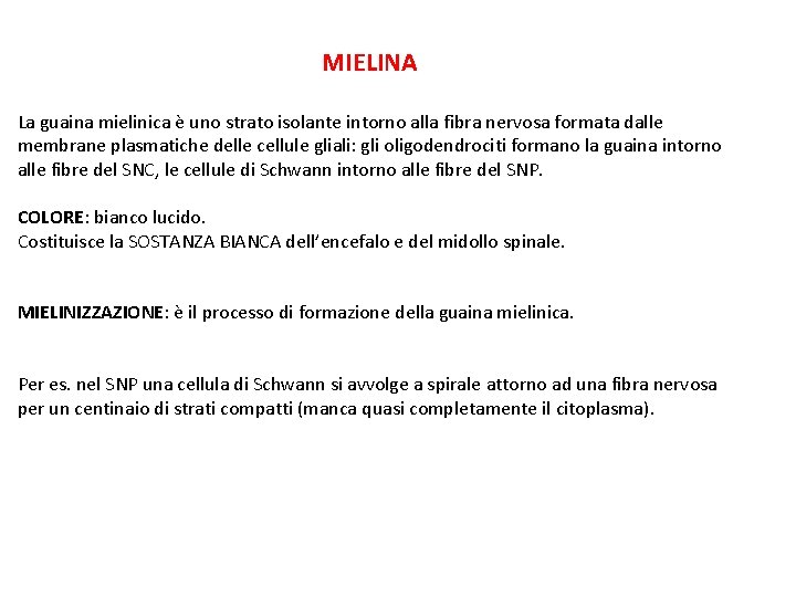 MIELINA La guaina mielinica è uno strato isolante intorno alla fibra nervosa formata dalle