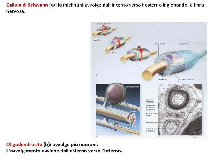 Cellula di Schwann (a): la mielina si avvolge dall’interno verso l’esterno inglobando la fibra