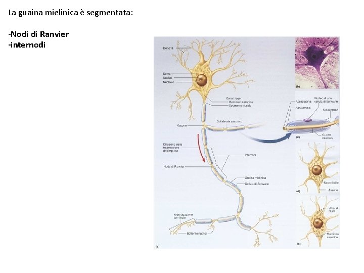 La guaina mielinica è segmentata: -Nodi di Ranvier -internodi 
