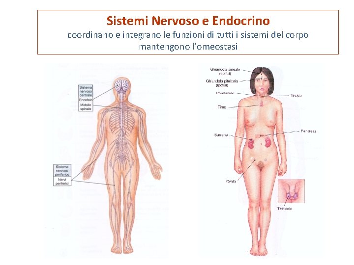 Sistemi Nervoso e Endocrino coordinano e integrano le funzioni di tutti i sistemi del