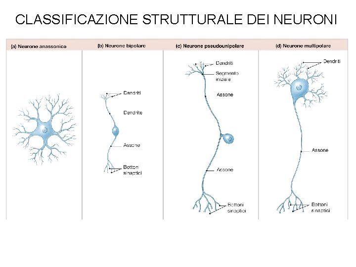 CLASSIFICAZIONE STRUTTURALE DEI NEURONI 