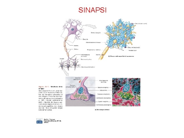 SINAPSI 