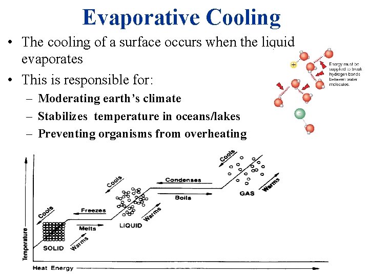 Evaporative Cooling • The cooling of a surface occurs when the liquid evaporates •