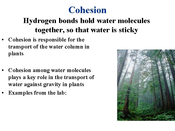 Cohesion Hydrogen bonds hold water molecules together, so that water is sticky • Cohesion