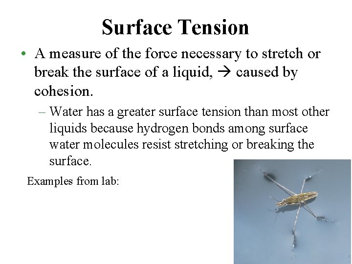 Surface Tension • A measure of the force necessary to stretch or break the