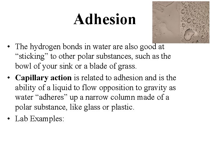 Adhesion • The hydrogen bonds in water are also good at “sticking” to other