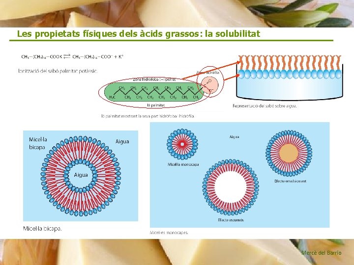 Les propietats físiques dels àcids grassos: la solubilitat Mercè del Barrio 