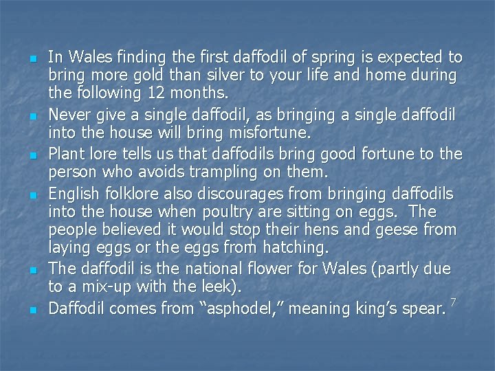 n n n In Wales finding the first daffodil of spring is expected to