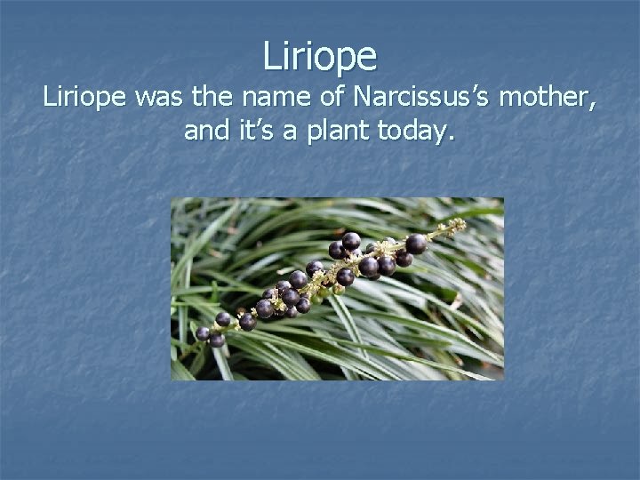 Liriope was the name of Narcissus’s mother, and it’s a plant today. 