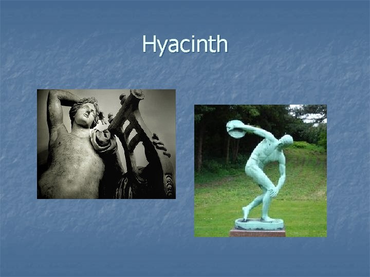 Hyacinth 