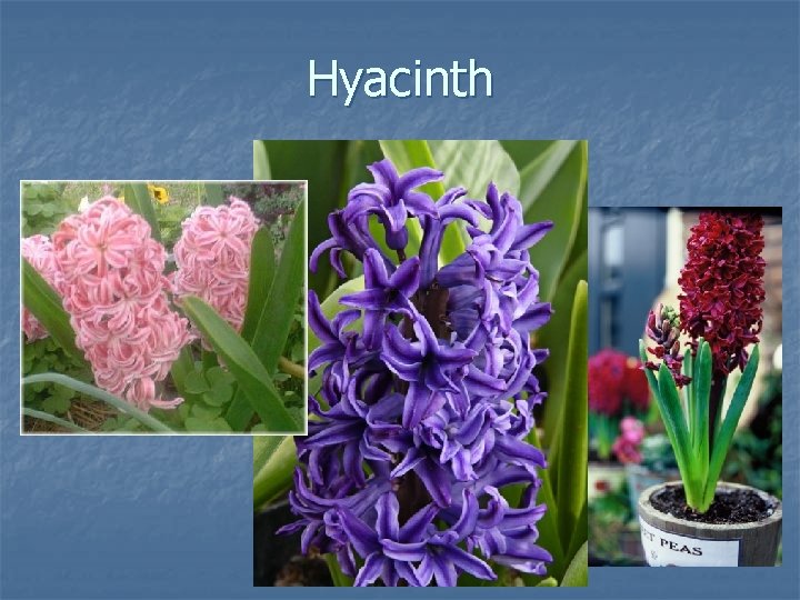 Hyacinth 