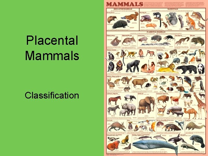 Placental Mammals Classification 