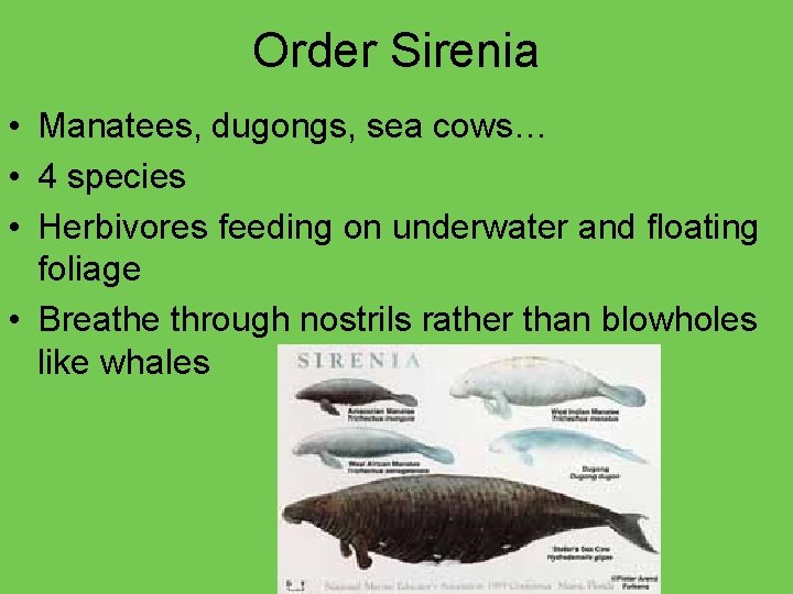 Order Sirenia • Manatees, dugongs, sea cows… • 4 species • Herbivores feeding on