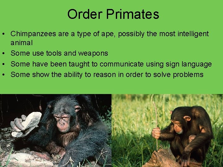 Order Primates • Chimpanzees are a type of ape, possibly the most intelligent animal