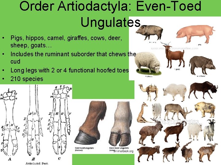 Order Artiodactyla: Even-Toed Ungulates • Pigs, hippos, camel, giraffes, cows, deer, sheep, goats… •
