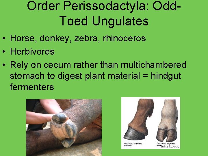 Order Perissodactyla: Odd. Toed Ungulates • Horse, donkey, zebra, rhinoceros • Herbivores • Rely