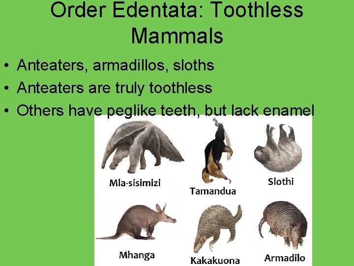 Order Edentata: Toothless Mammals • Anteaters, armadillos, sloths • Anteaters are truly toothless •