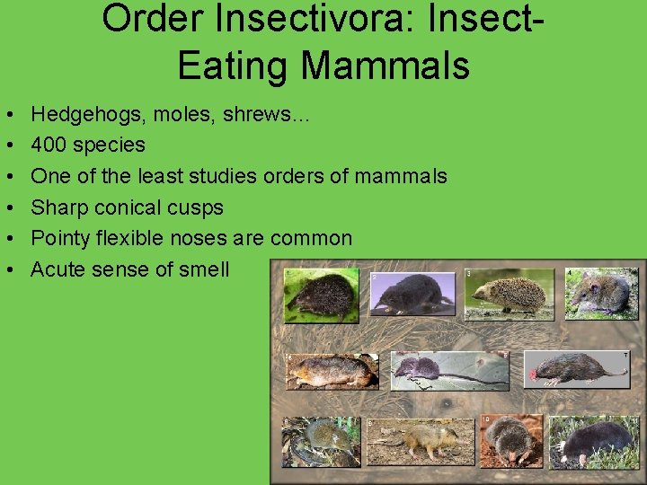 Order Insectivora: Insect. Eating Mammals • • • Hedgehogs, moles, shrews… 400 species One