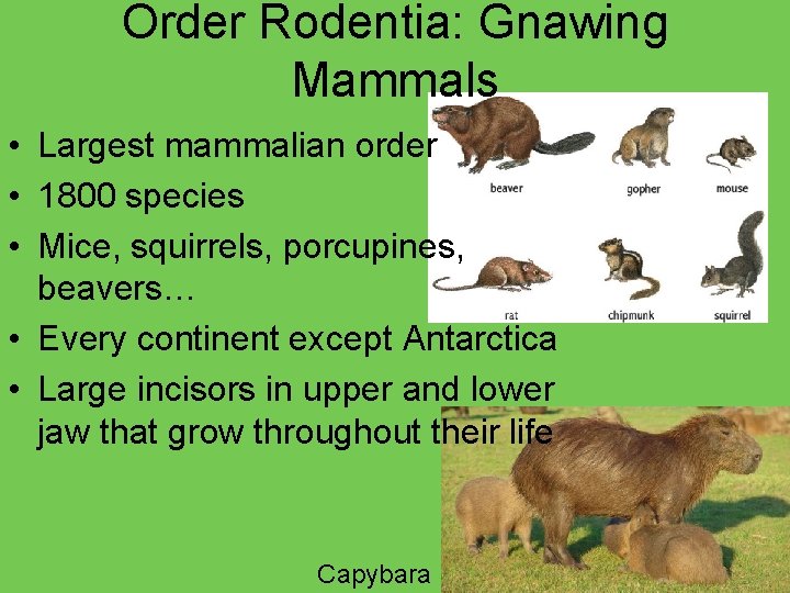 Order Rodentia: Gnawing Mammals • Largest mammalian order • 1800 species • Mice, squirrels,
