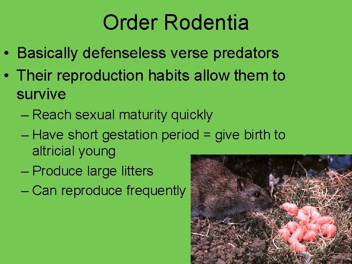 Order Rodentia • Basically defenseless verse predators • Their reproduction habits allow them to
