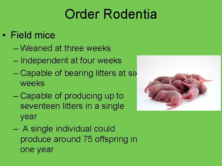 Order Rodentia • Field mice – Weaned at three weeks – Independent at four