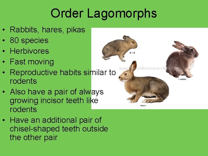 Order Lagomorphs • • • Rabbits, hares, pikas 80 species Herbivores Fast moving Reproductive