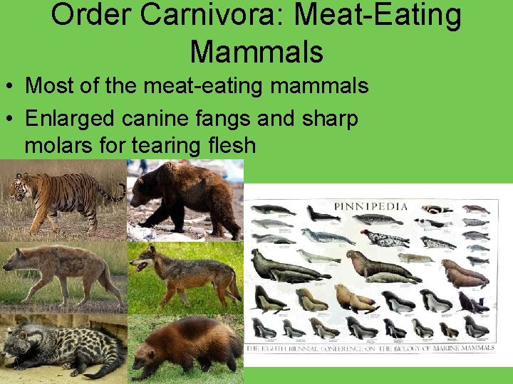 Order Carnivora: Meat-Eating Mammals • Most of the meat-eating mammals • Enlarged canine fangs