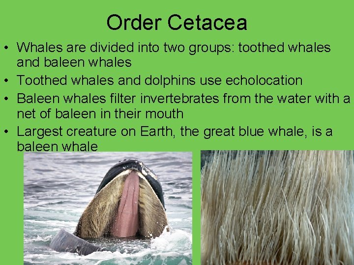 Order Cetacea • Whales are divided into two groups: toothed whales and baleen whales