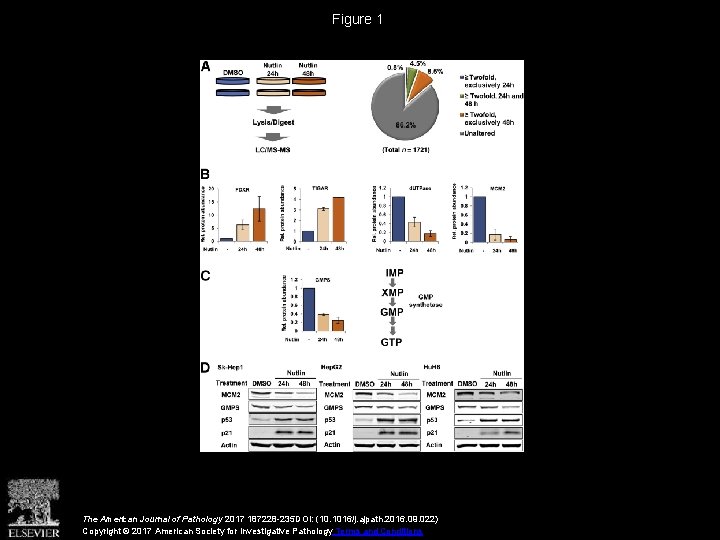 Figure 1 The American Journal of Pathology 2017 187228 -235 DOI: (10. 1016/j. ajpath.