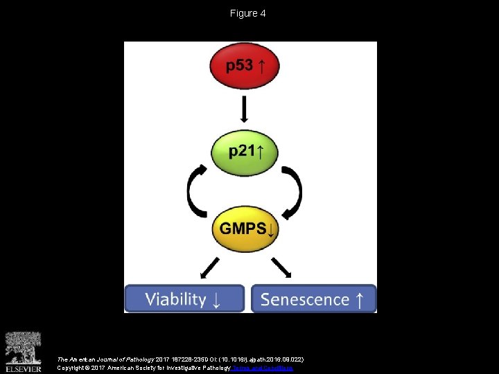 Figure 4 The American Journal of Pathology 2017 187228 -235 DOI: (10. 1016/j. ajpath.